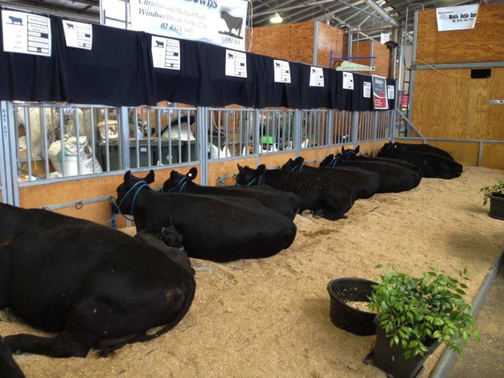 Showing & Exhibiting - Australian Lowline Cattle Association