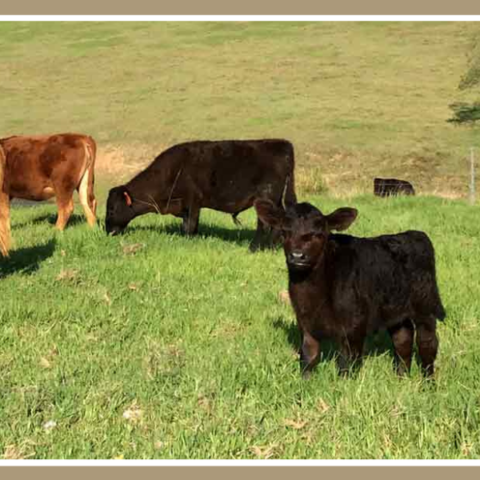 HINTS-ON-PURCHASING-CATTLE
