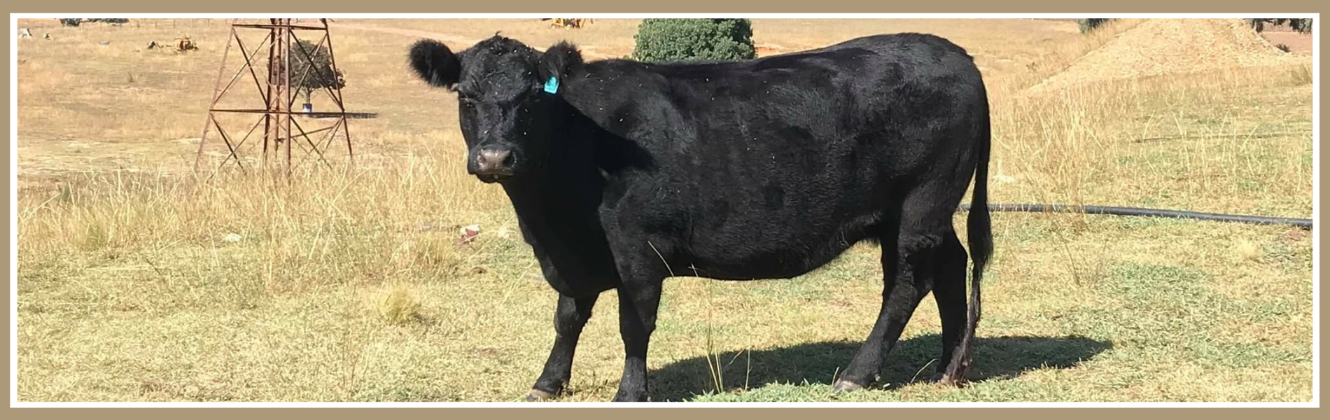 Australian Lowline Cattle Breed Information ALCA