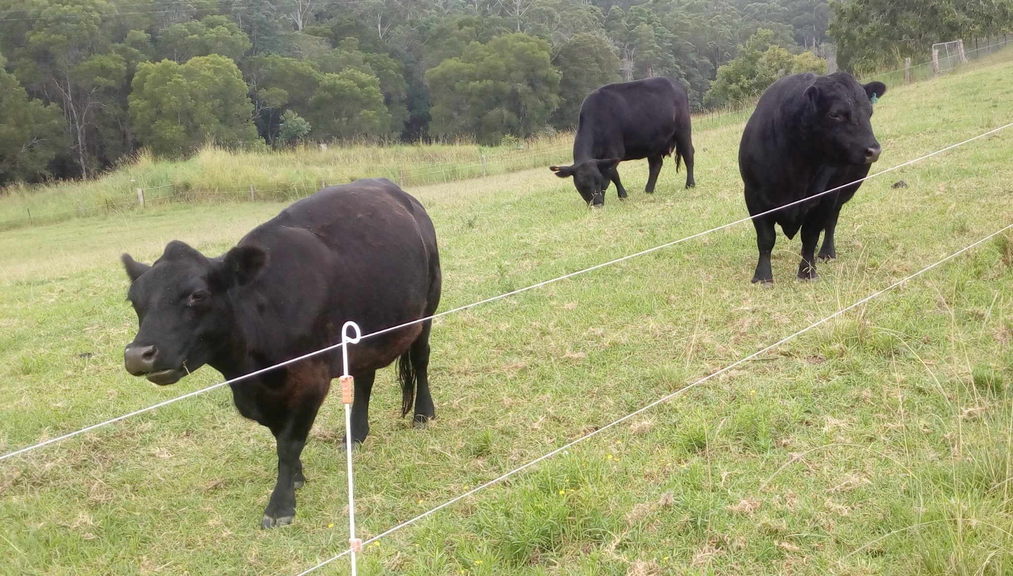 Australian Lowline Cattle & For Sale ALCA