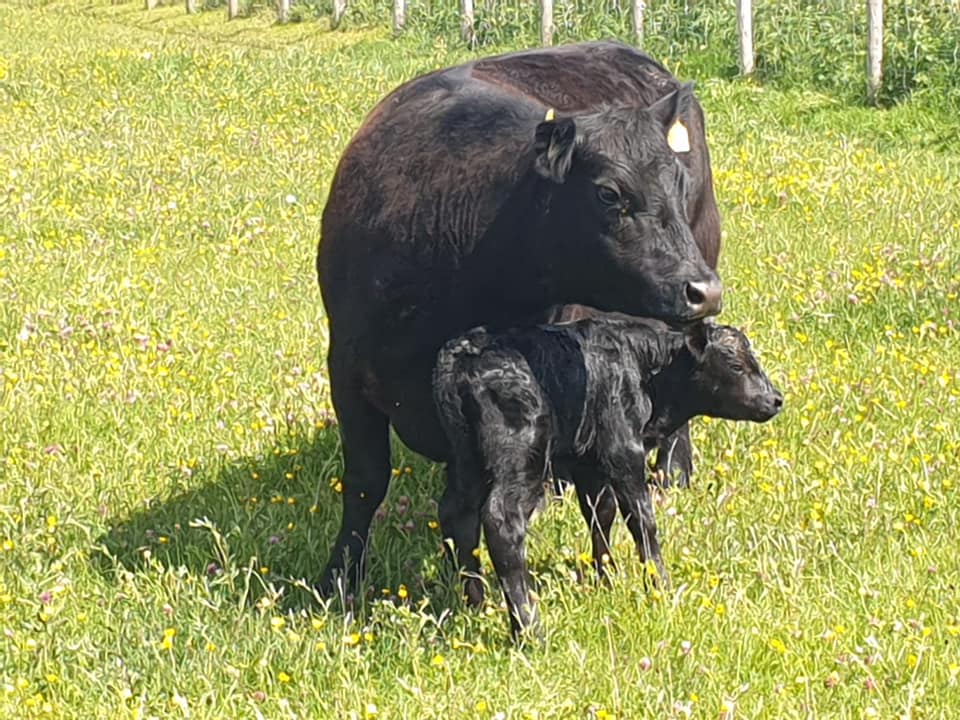 Australian Lowline Cattle & For Sale ALCA