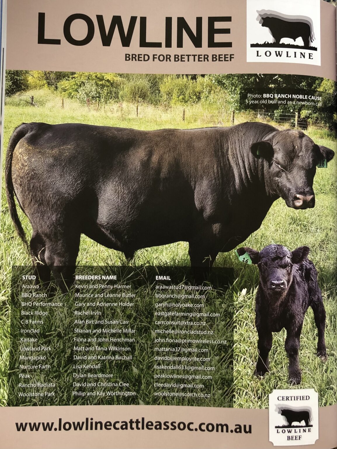 Australian Lowlines stand the test of time in New Zealand Australian