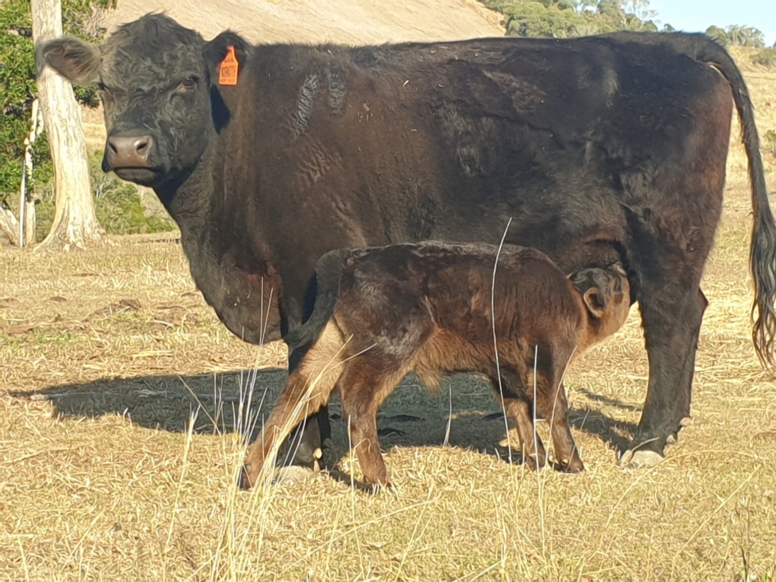 Australian Lowline Cattle & For Sale ALCA