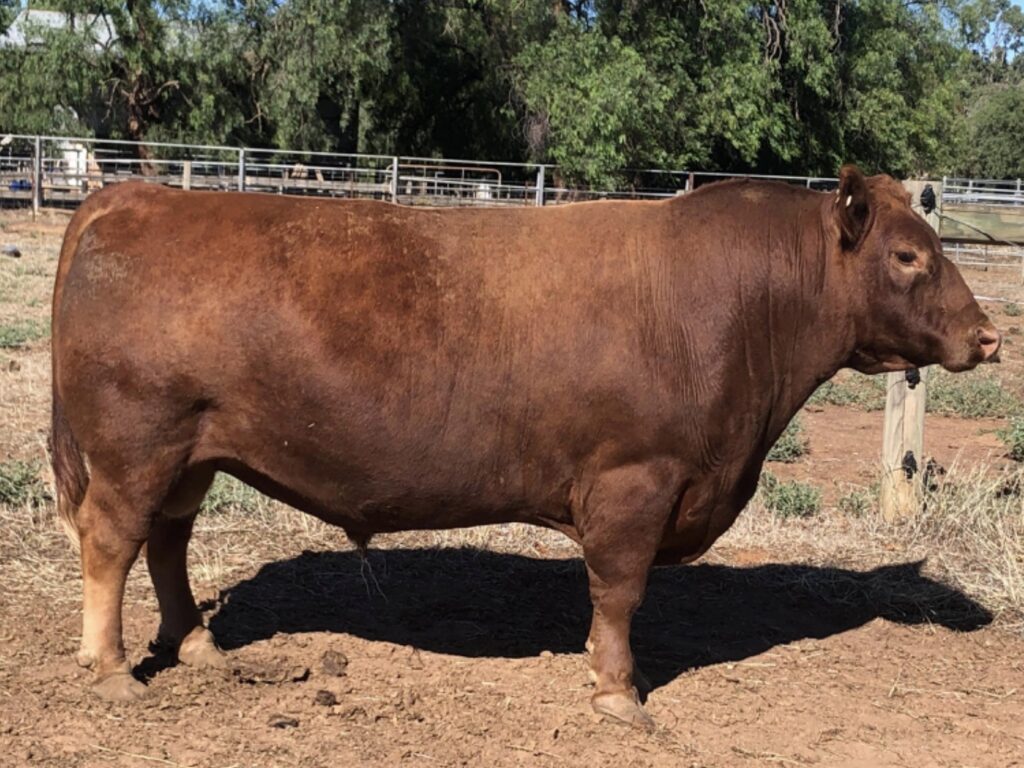 Australian Lowline Cattle & For Sale ALCA