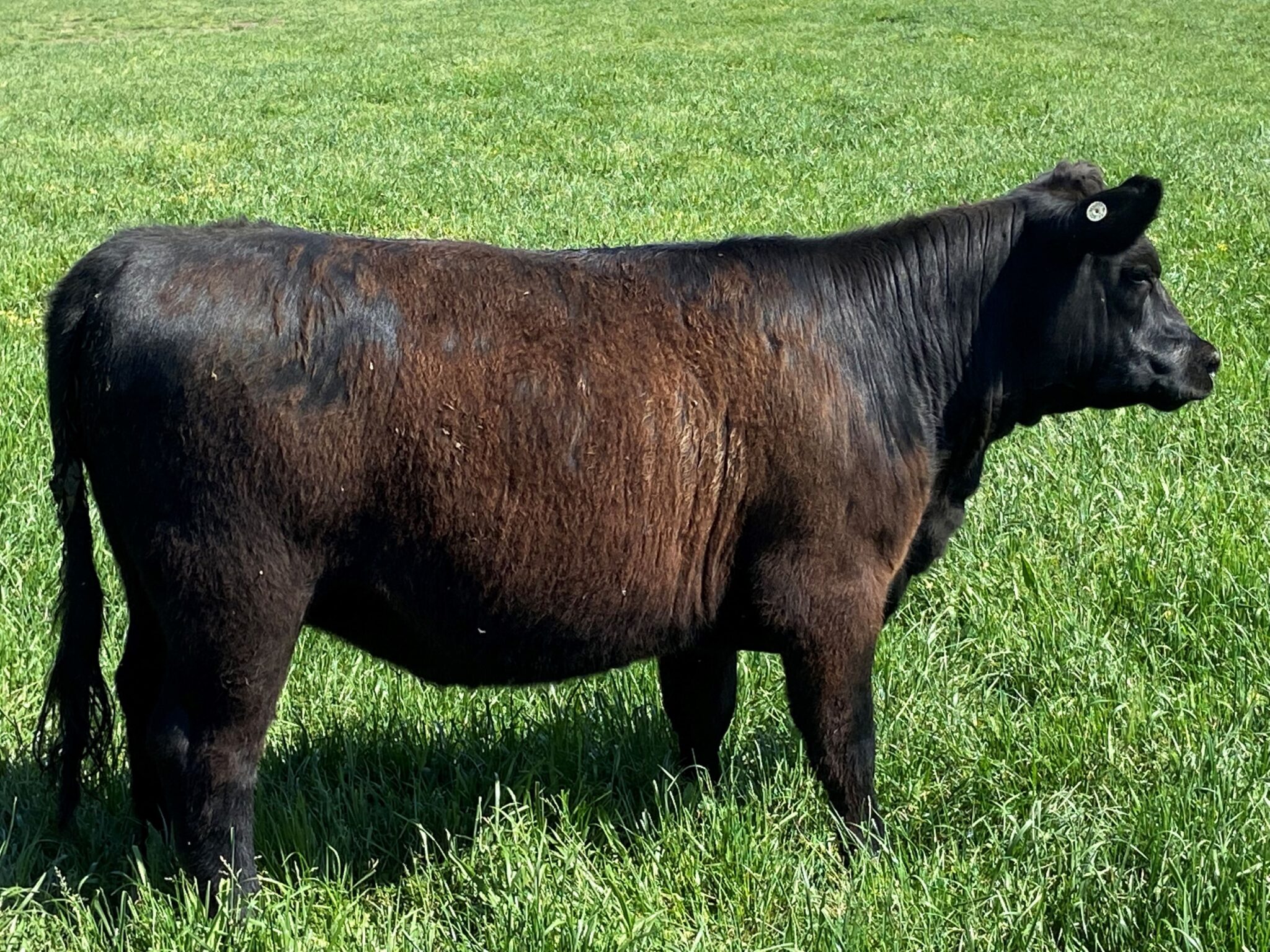 Tarrawarra Heifers by Ardrossan Impulse