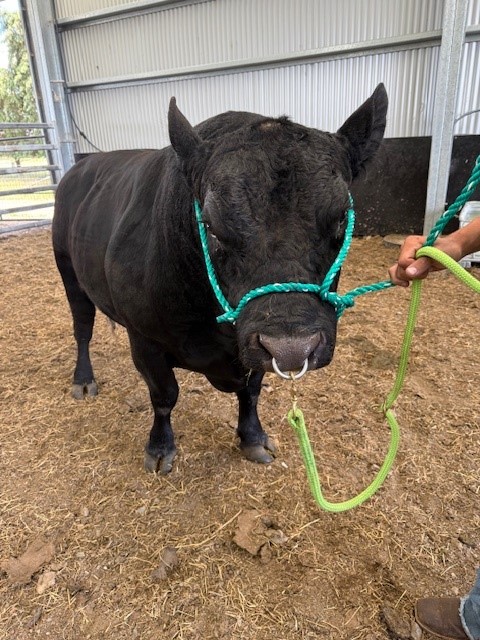 Muscateer Valley Storm (AI)