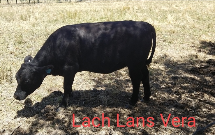 Lach Lans Vera (LLLV059)