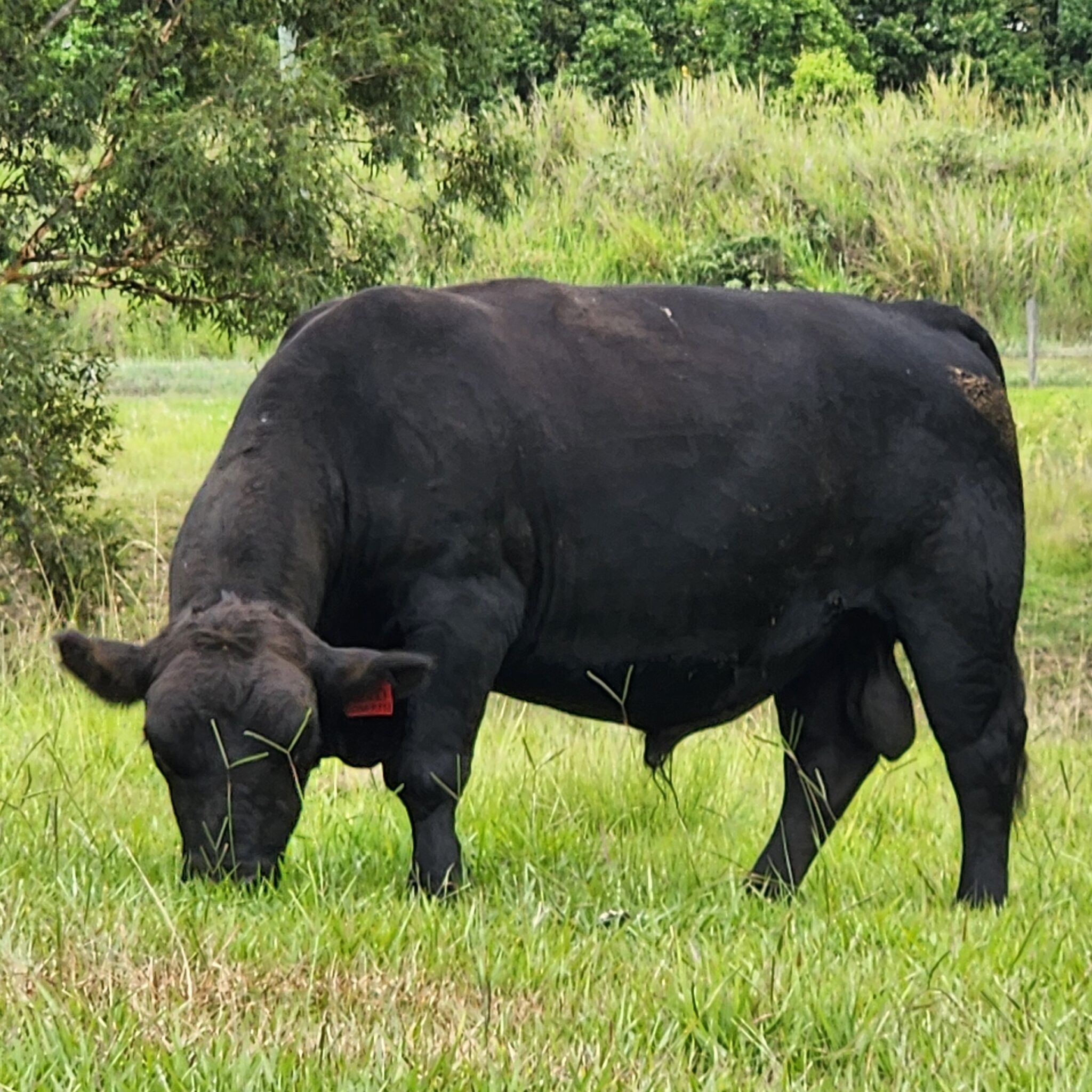 McIntosh Creek Turbo GCHT173