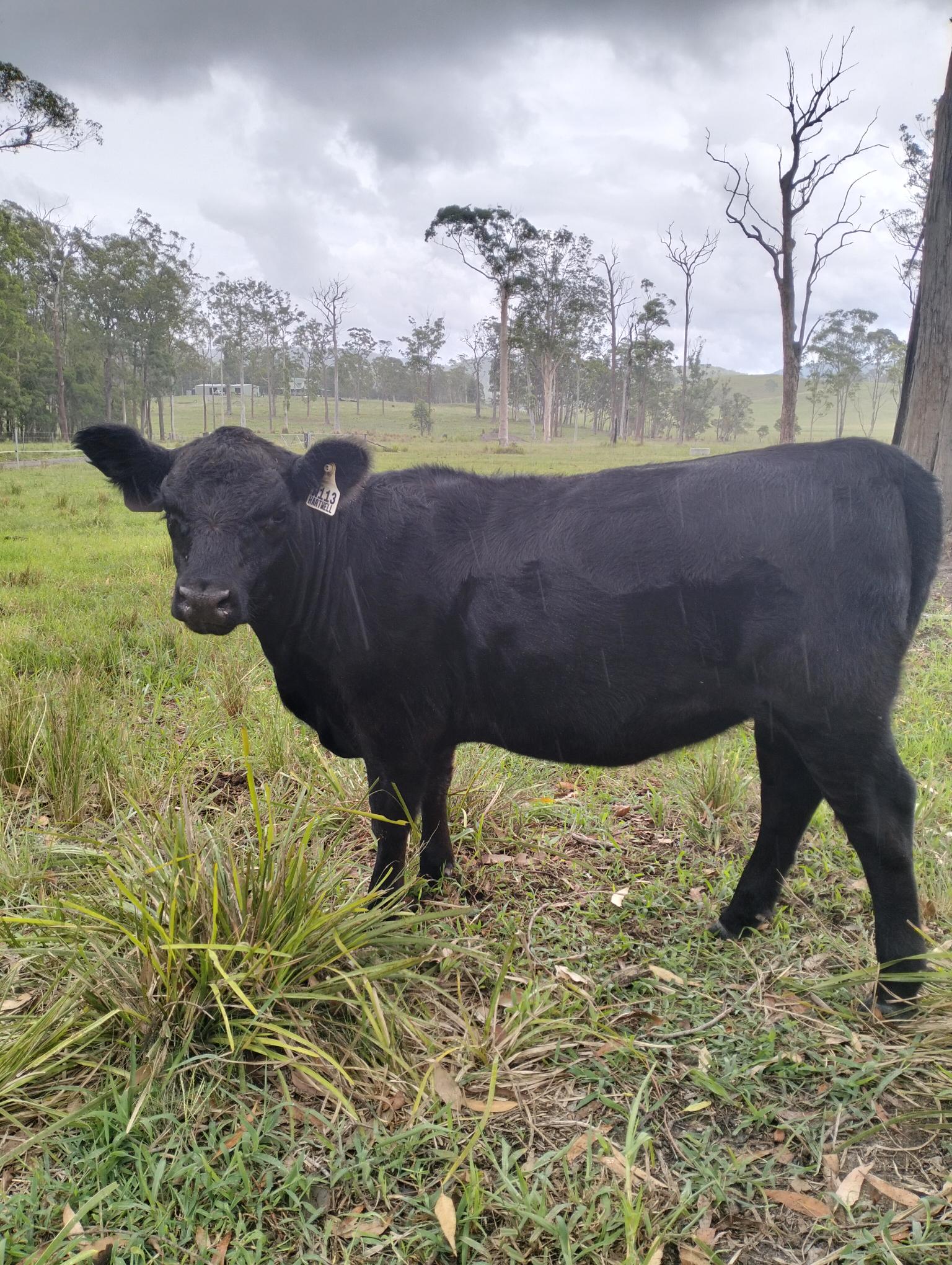 Markwell Valley Whisper