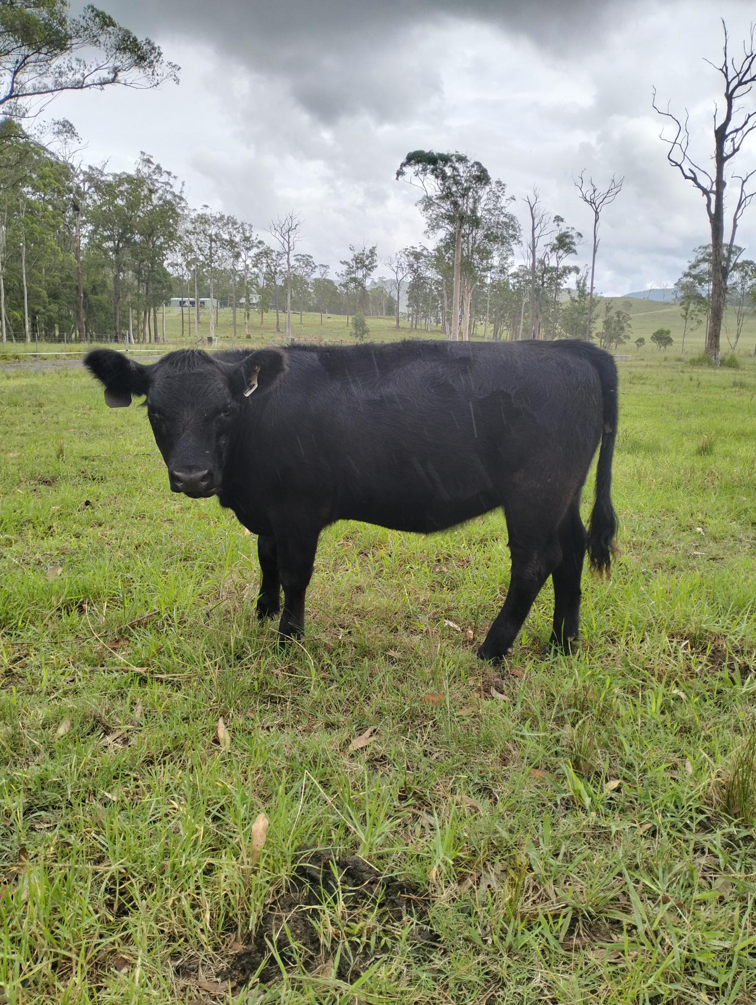 Markwell Valley WaterLilly