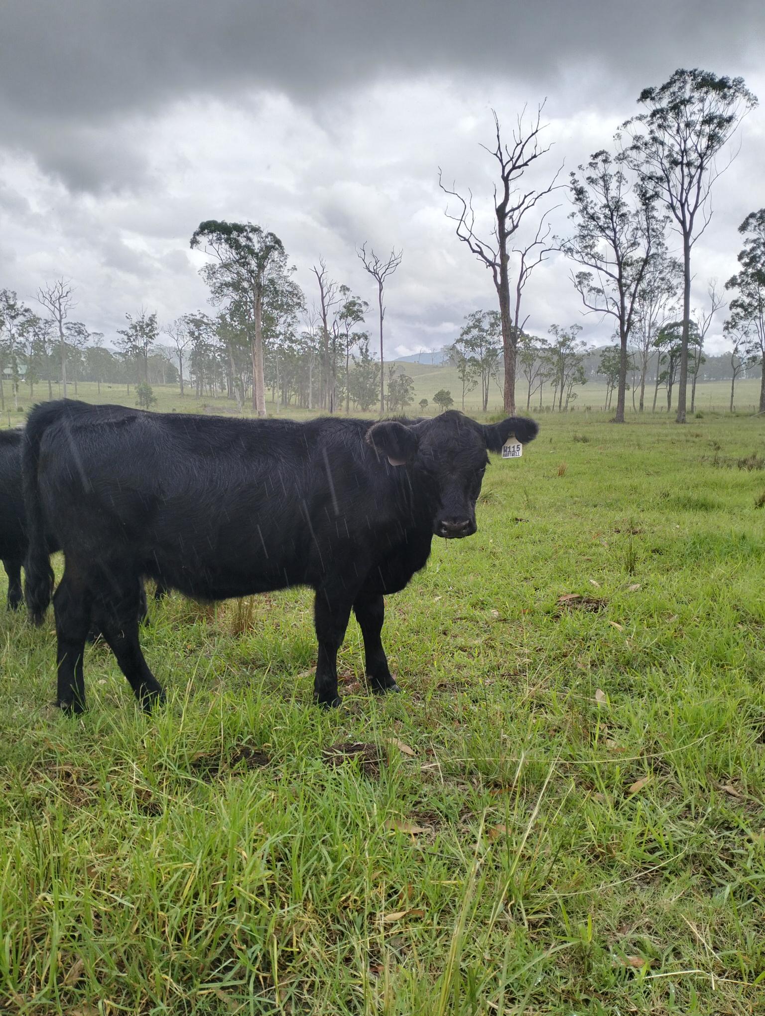 Markwell Valley Wattle