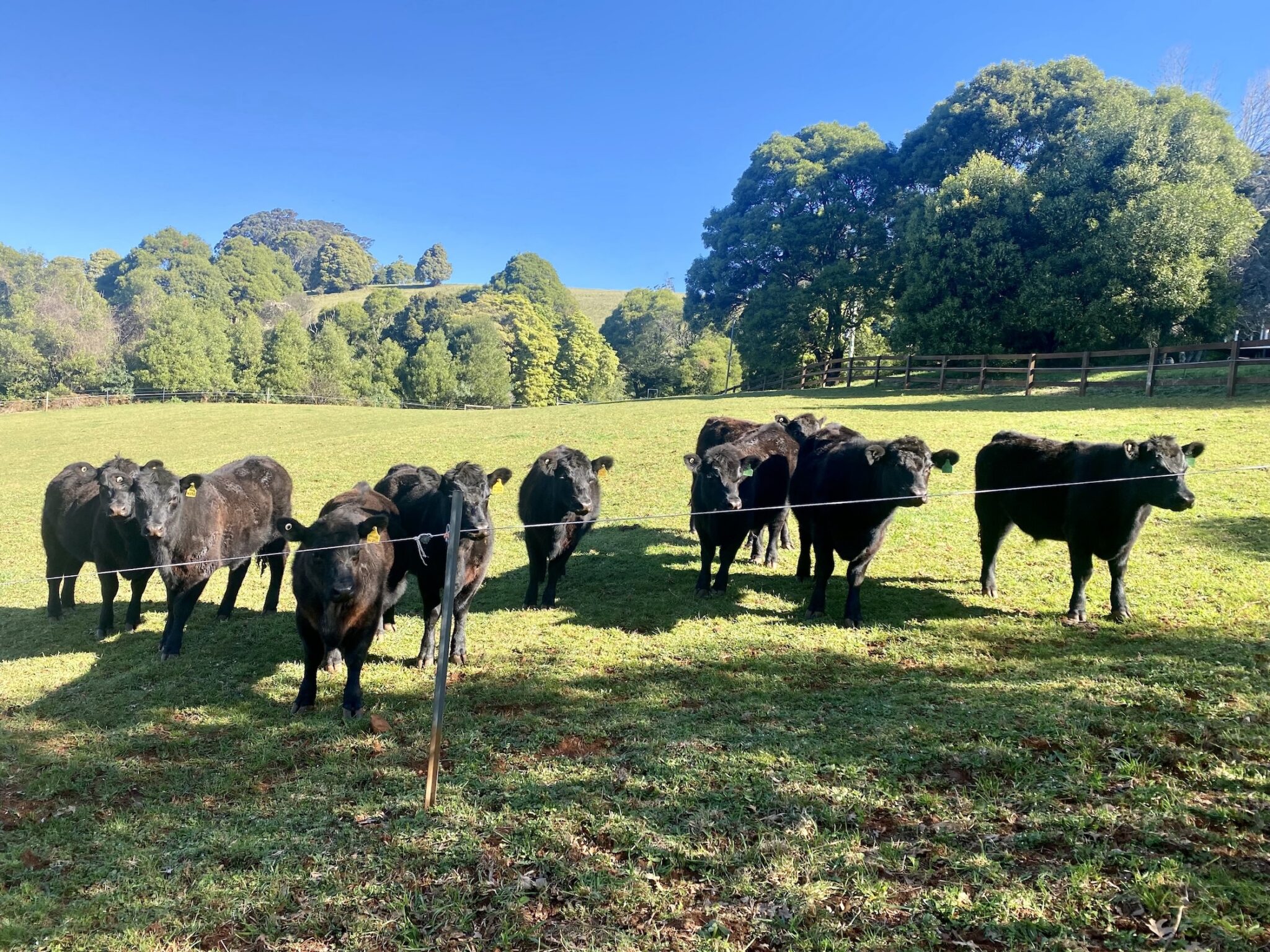 Tingaroo Heifers by Muscateer Valley Sargent
